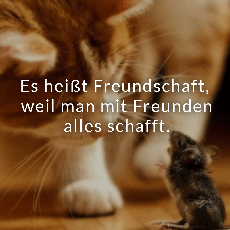 ᐅ Beliebte Freundschaftssprüche Sprüche Zum Thema Freundschaft