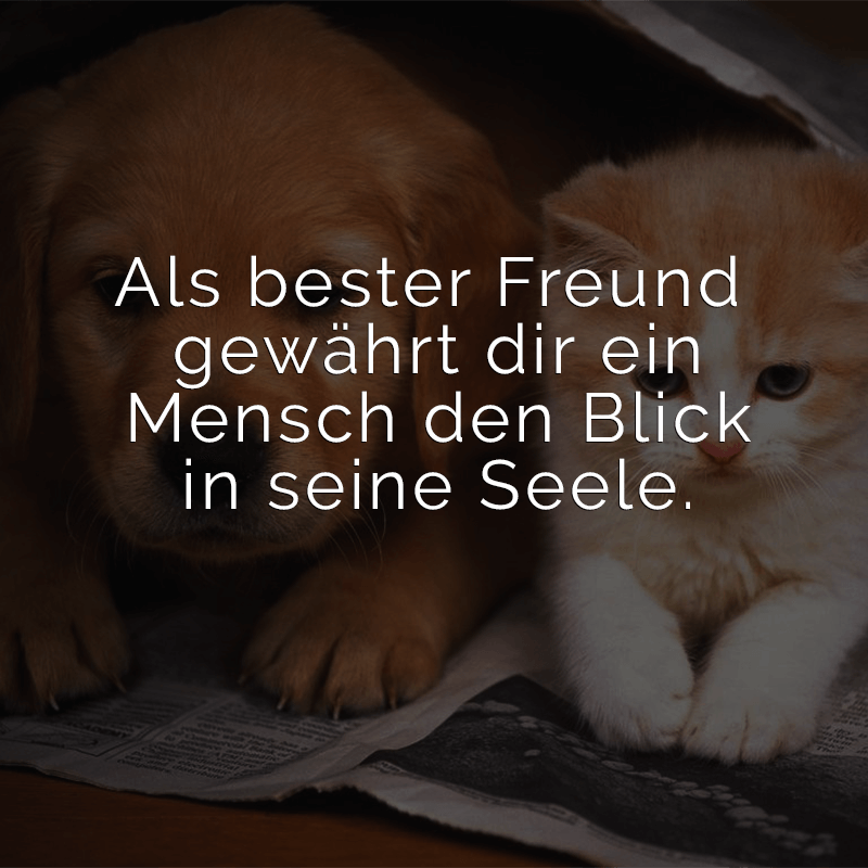 ᐅ Als bester Freund gewährt dir ein Mensch den Blick in seine Seele.