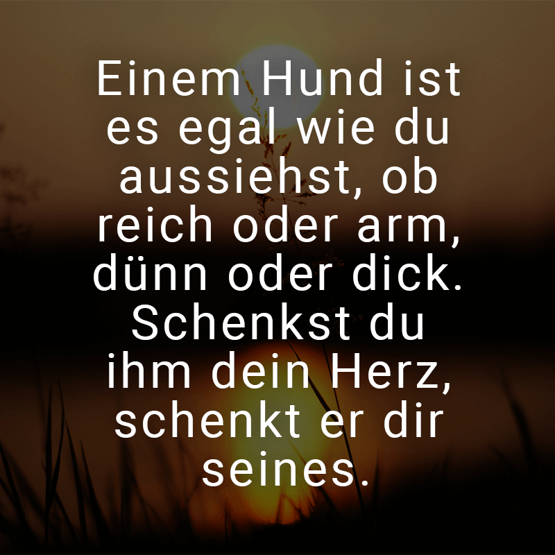 ᐅ Einem Hund ist es egal wie du aussiehst, ob reich oder arm, dünn oder