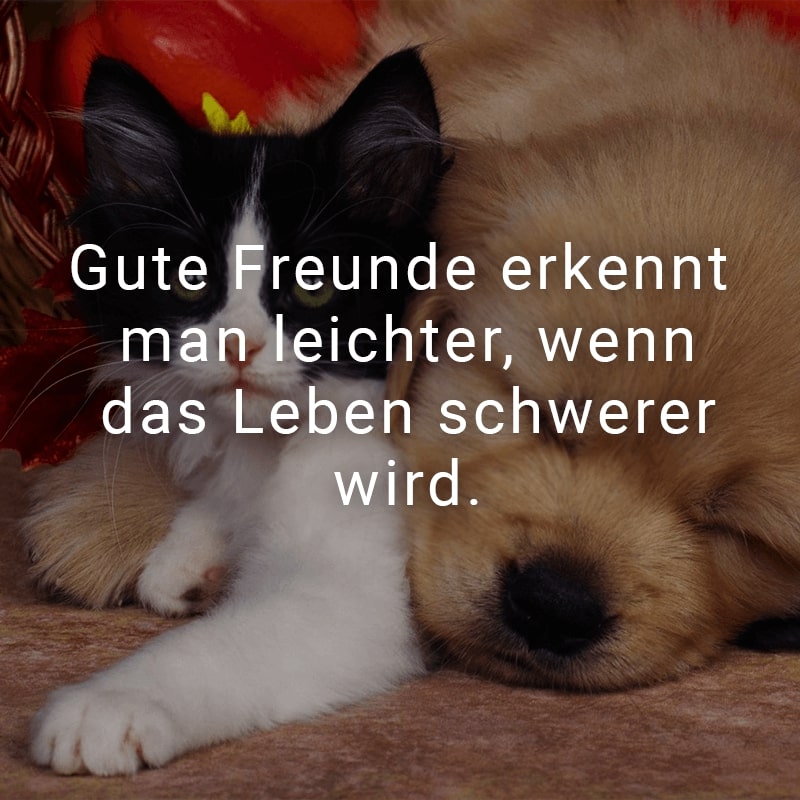 Gute Freunde erkennt man leichter, wenn das Leben schwerer wird.