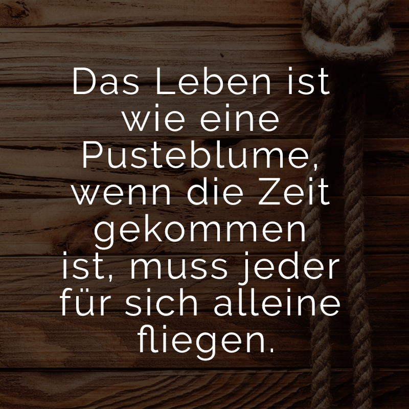 ᐅ Das Leben ist wie eine Pusteblume, wenn die Zeit gekommen ist, muss