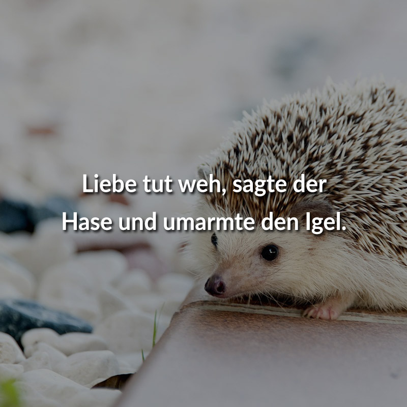 Liebe tut weh, sagte der Hase und umarmte den Igel.