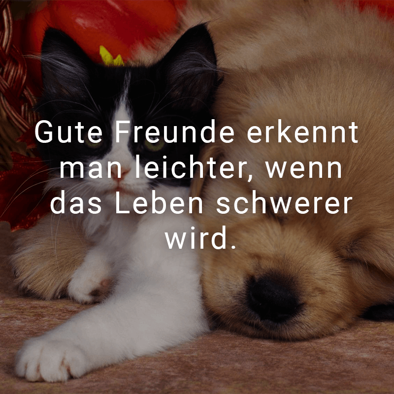 ᐅ Die besten Freunde sind nicht die, die du jeden Tag siehst, sondern
