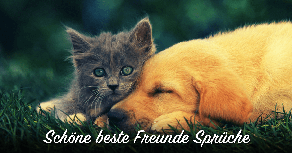 ᐅ Beliebte beste Freunde Sprüche