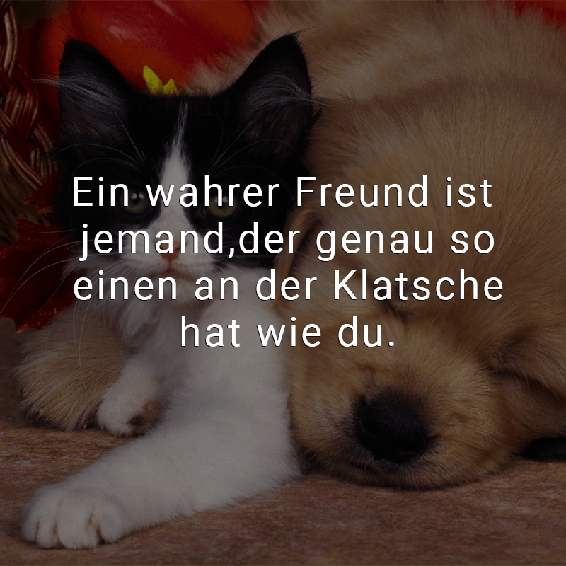 ᐅ Ein wahrer Freund ist jemand, der genau so einen an der Klatsche hat